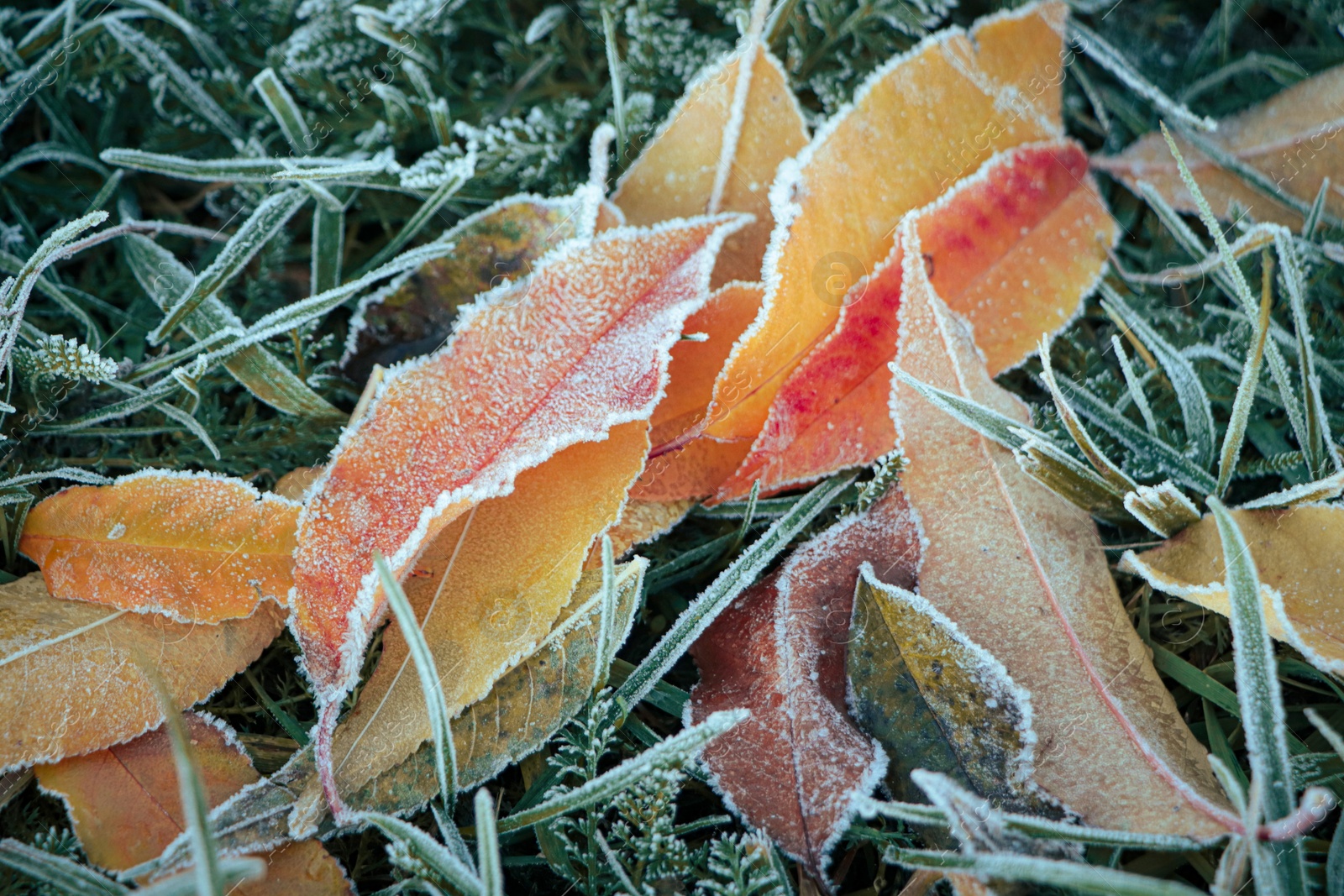 Photo of Beautiful yellowed leaves on grass covered with frost outdoors, closeup. Autumn season