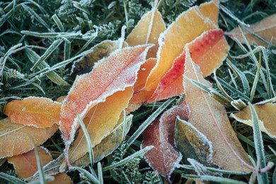 Beautiful yellowed leaves on grass covered with frost outdoors, closeup. Autumn season