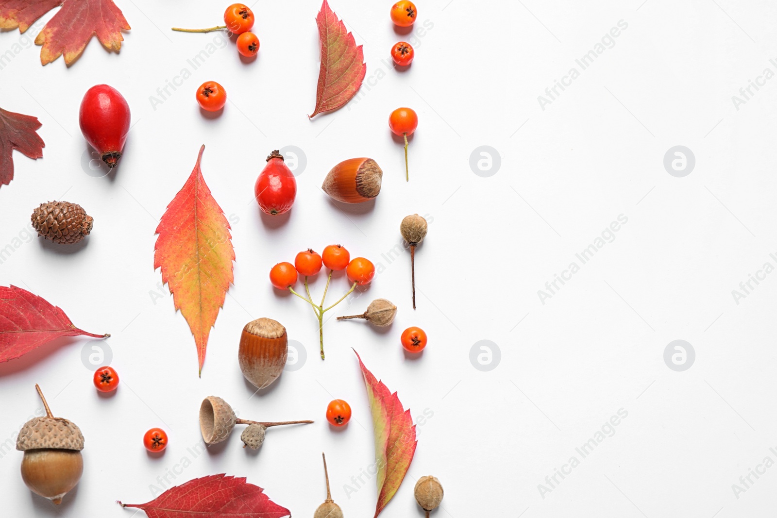 Photo of Beautiful composition with autumn leaves on white background, flat lay. Space for text