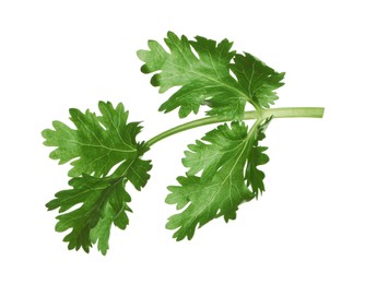 Fresh green coriander leaves isolated on white