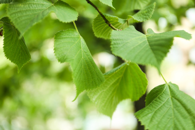Photo of Young linden tree with fresh green leaves outdoors on spring day, closeup