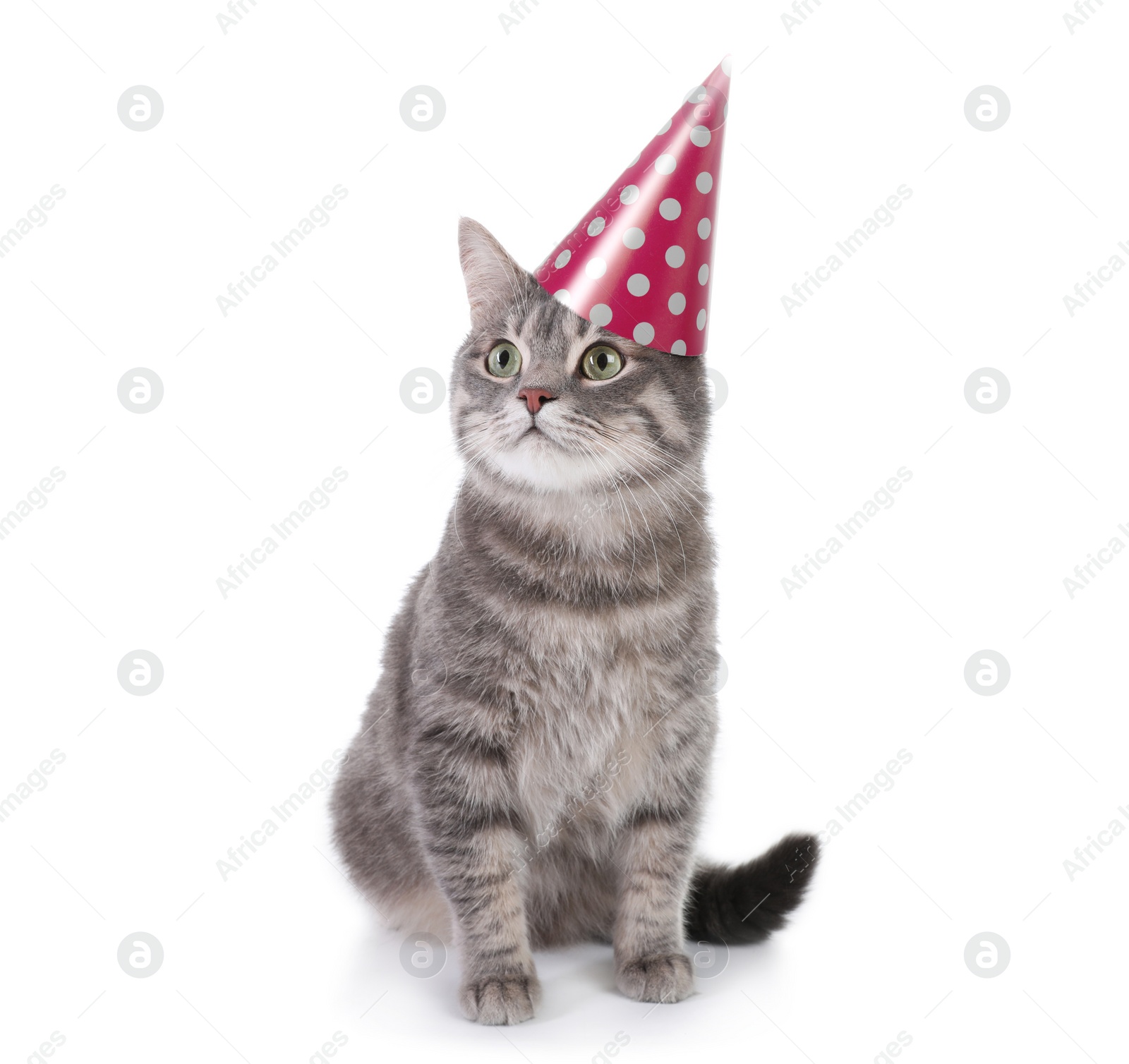 Image of Gray tabby cat with party hat on white background