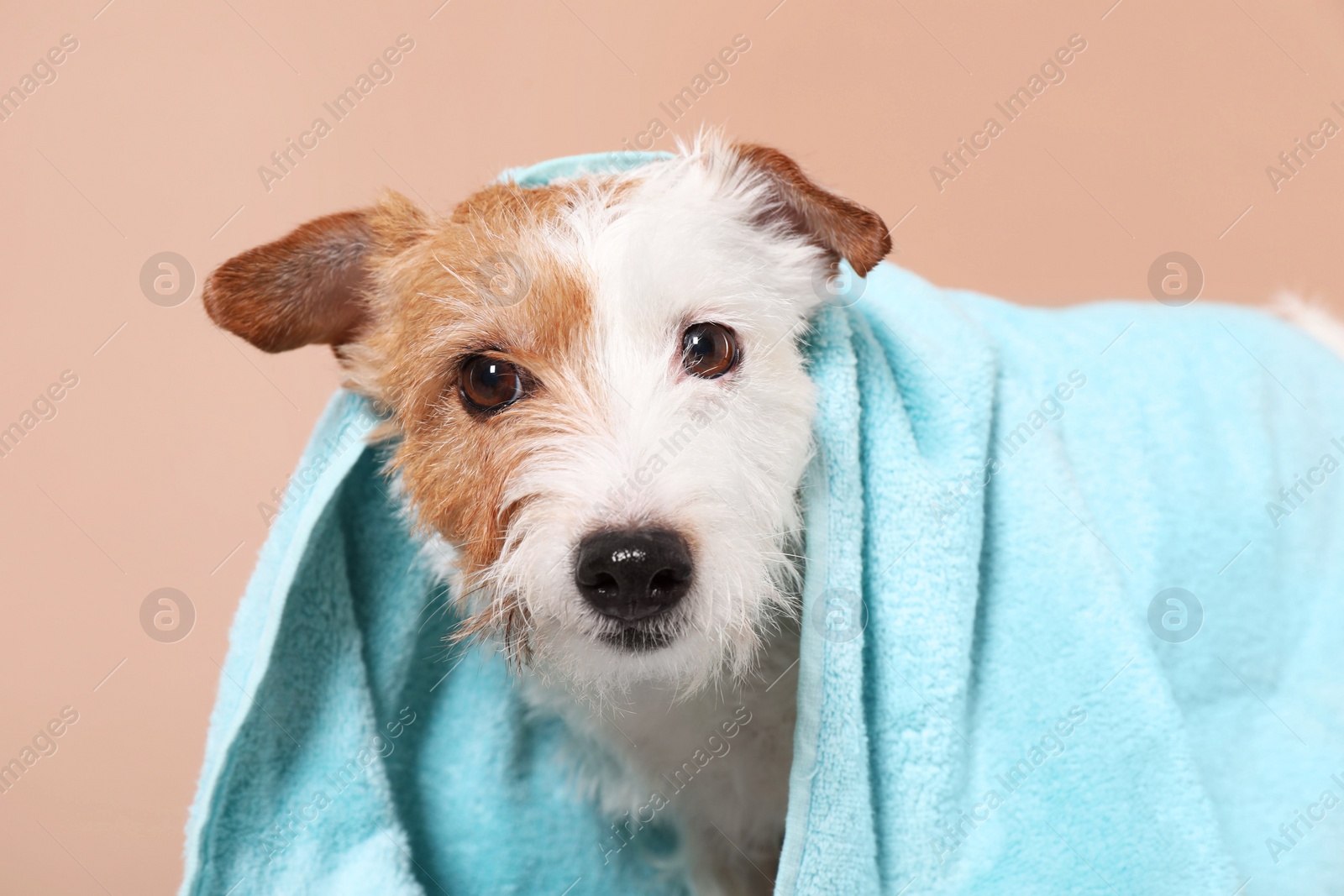 Photo of Portrait of cute dog with towel on beige background