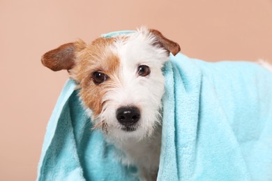 Photo of Portrait of cute dog with towel on beige background