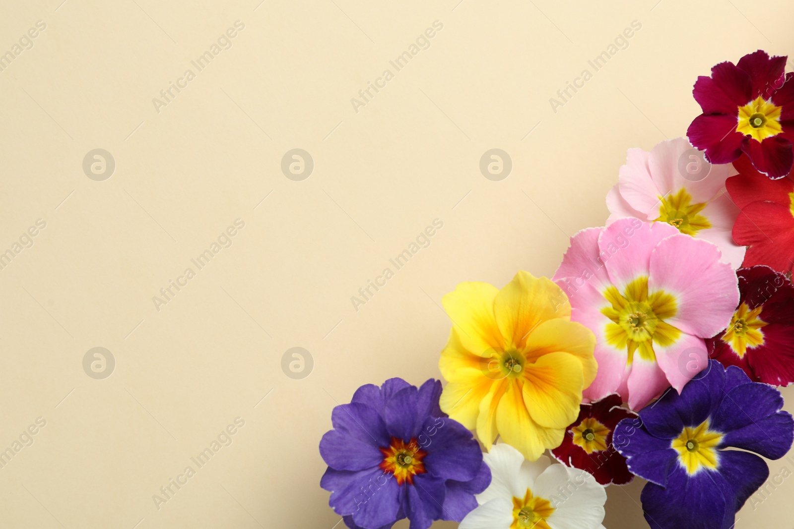 Photo of Primrose Primula Vulgaris flowers on beige background, flat lay with space for text. Spring season