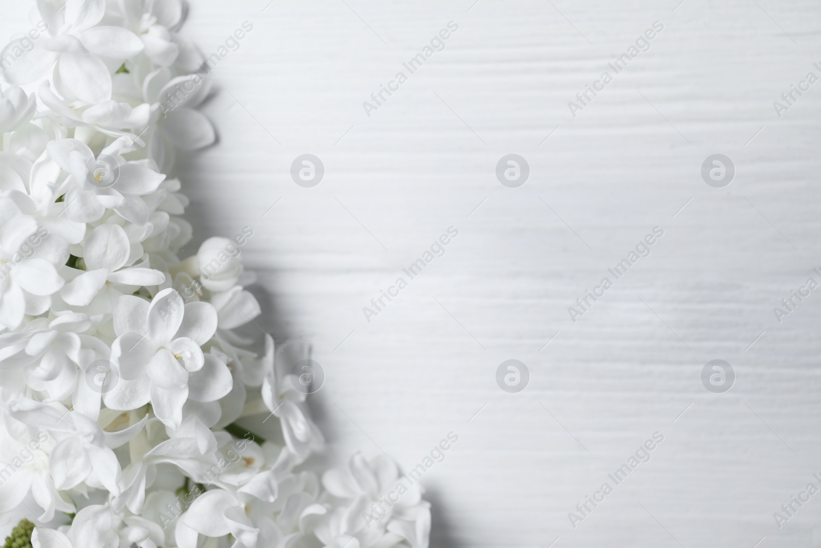 Photo of Beautiful lilac blossom on white wooden background, top view. Space for text