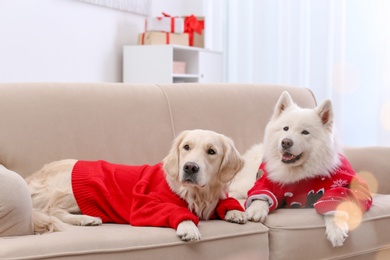 Cute dogs in warm sweaters on sofa at home. Christmas celebration