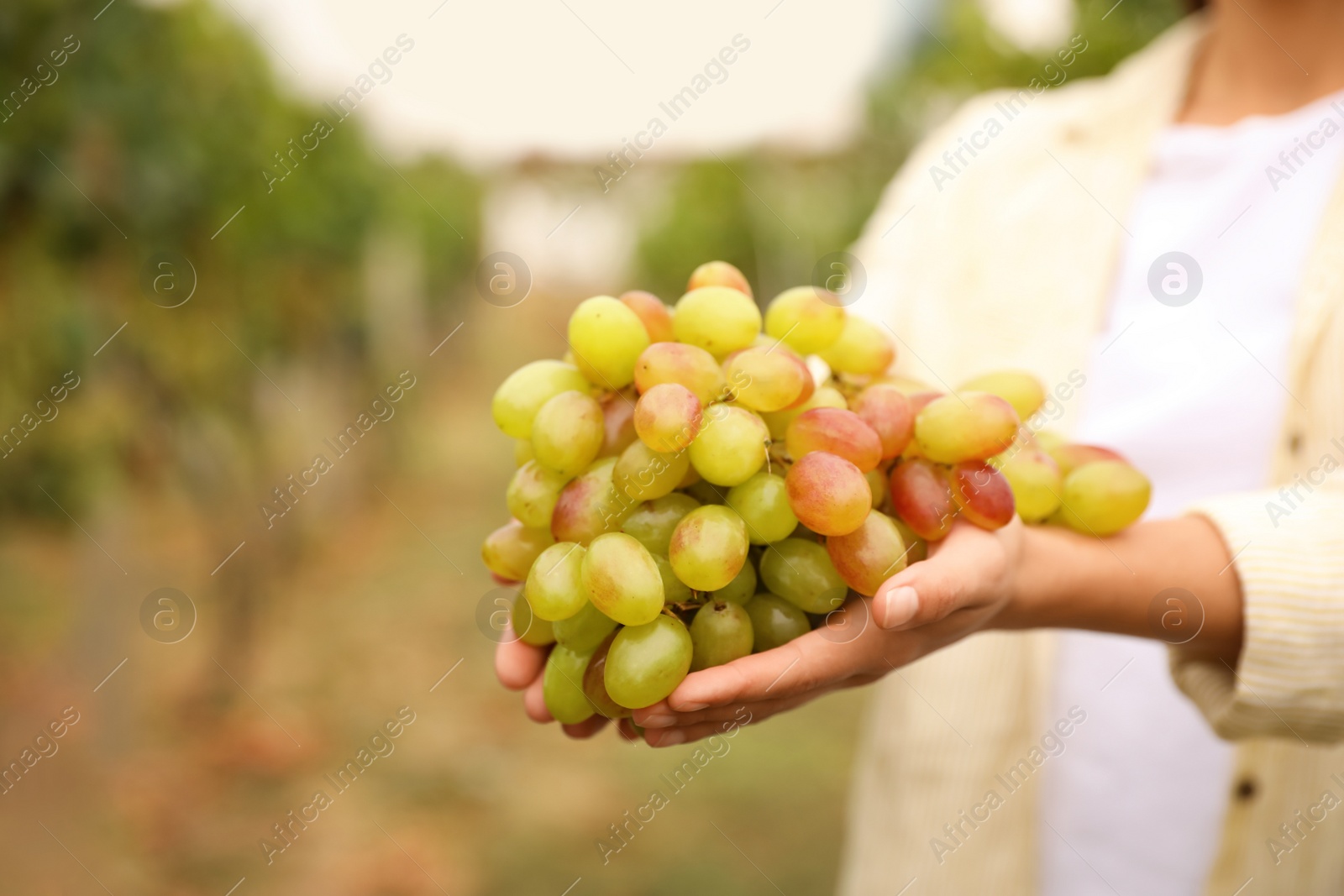 Photo of Woman with bunch of grapes in vineyard, closeup
