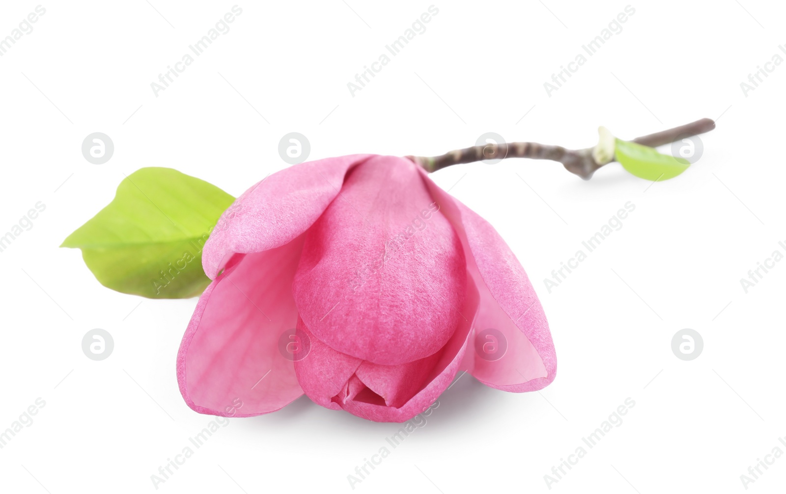 Photo of Beautiful pink magnolia flower isolated on white