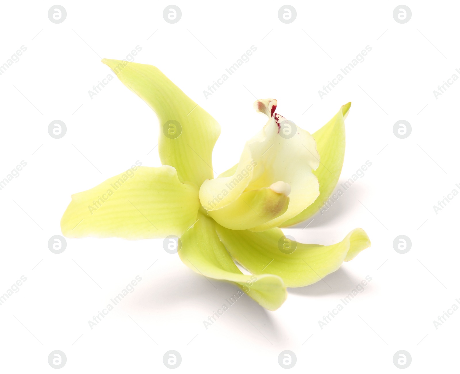 Photo of Beautiful tropical orchid flower on white background