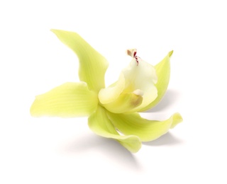 Photo of Beautiful tropical orchid flower on white background