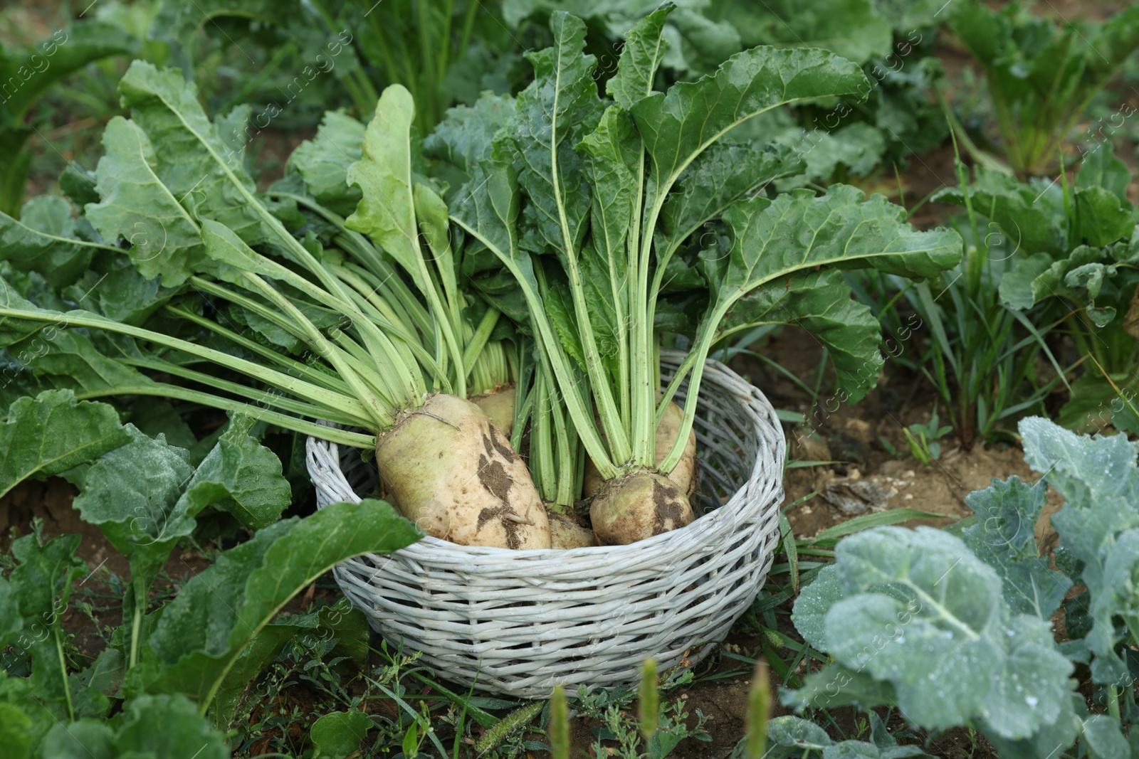 Photo of Wicker basket with fresh white beets in field