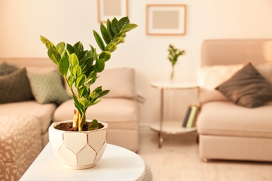 Tropical plant with green leaves in home interior