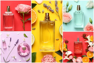 Beautiful collage with photos of luxury perfume and ingredients represent their fragrance notes on different color backgrounds, top view