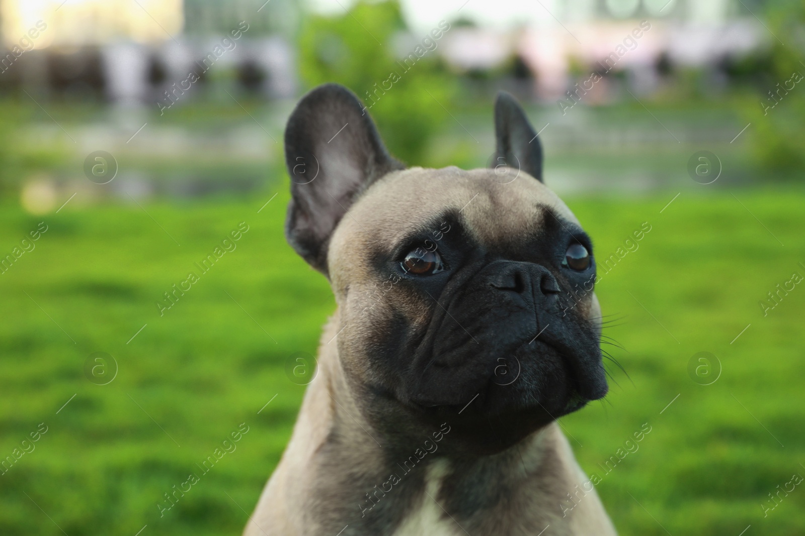 Photo of Cute French bulldog outdoors, closeup. Lovely pet