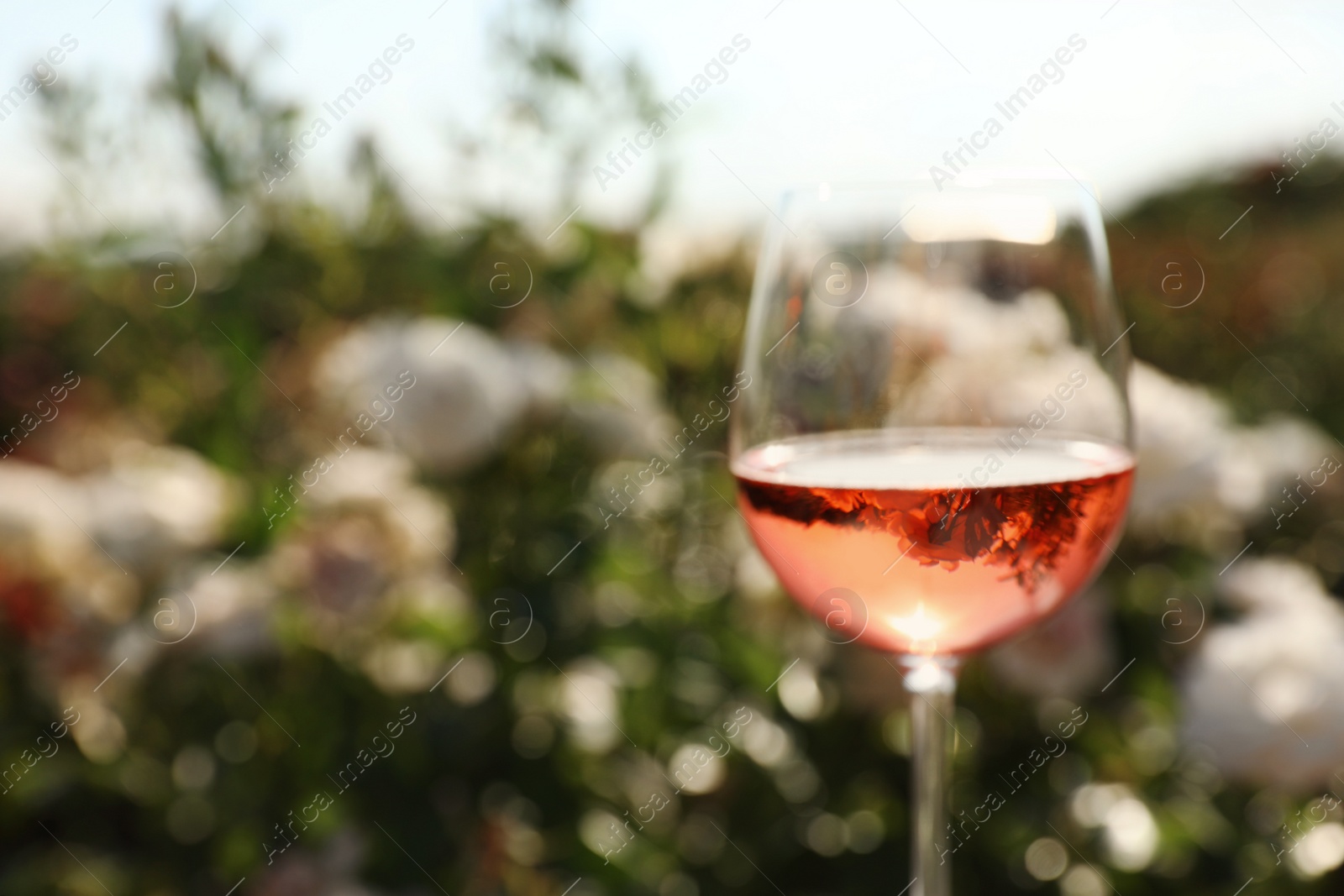 Photo of Glass of rose wine outdoors, space for text