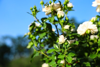 Green bush with beautiful roses in blooming garden on sunny day