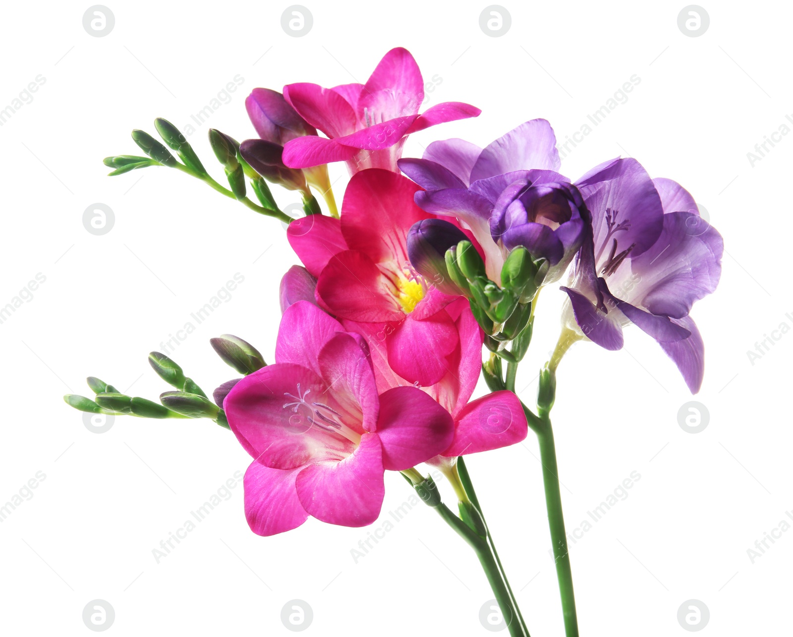 Photo of Beautiful freesia flowers on white background