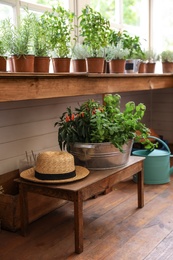 Metal basin with seedlings and straw hat on wooden table indoors. Gardening tools