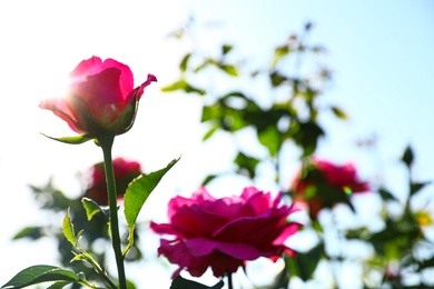 Green bush with beautiful roses in blooming garden on sunny day