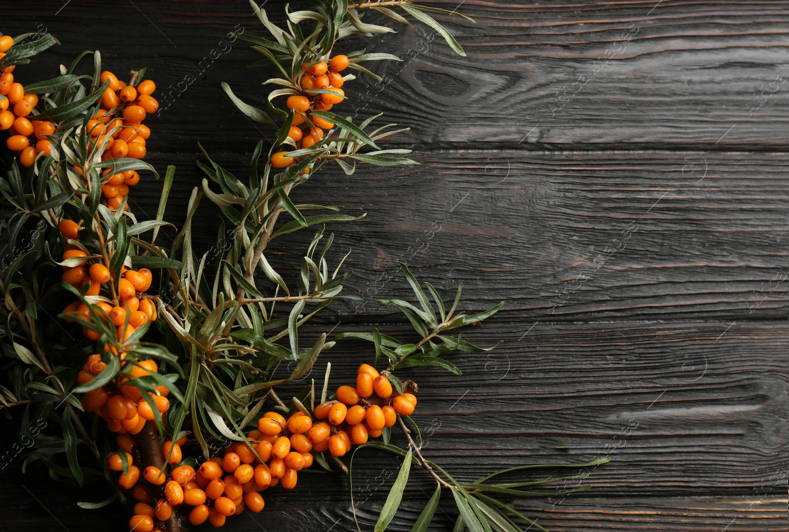 Photo of Branches of sea buckthorn on black wooden table, flat lay. Space for text
