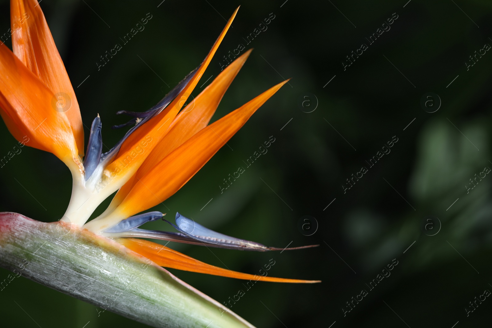 Photo of Bird of Paradise tropical flower on blurred background, closeup. Space for text