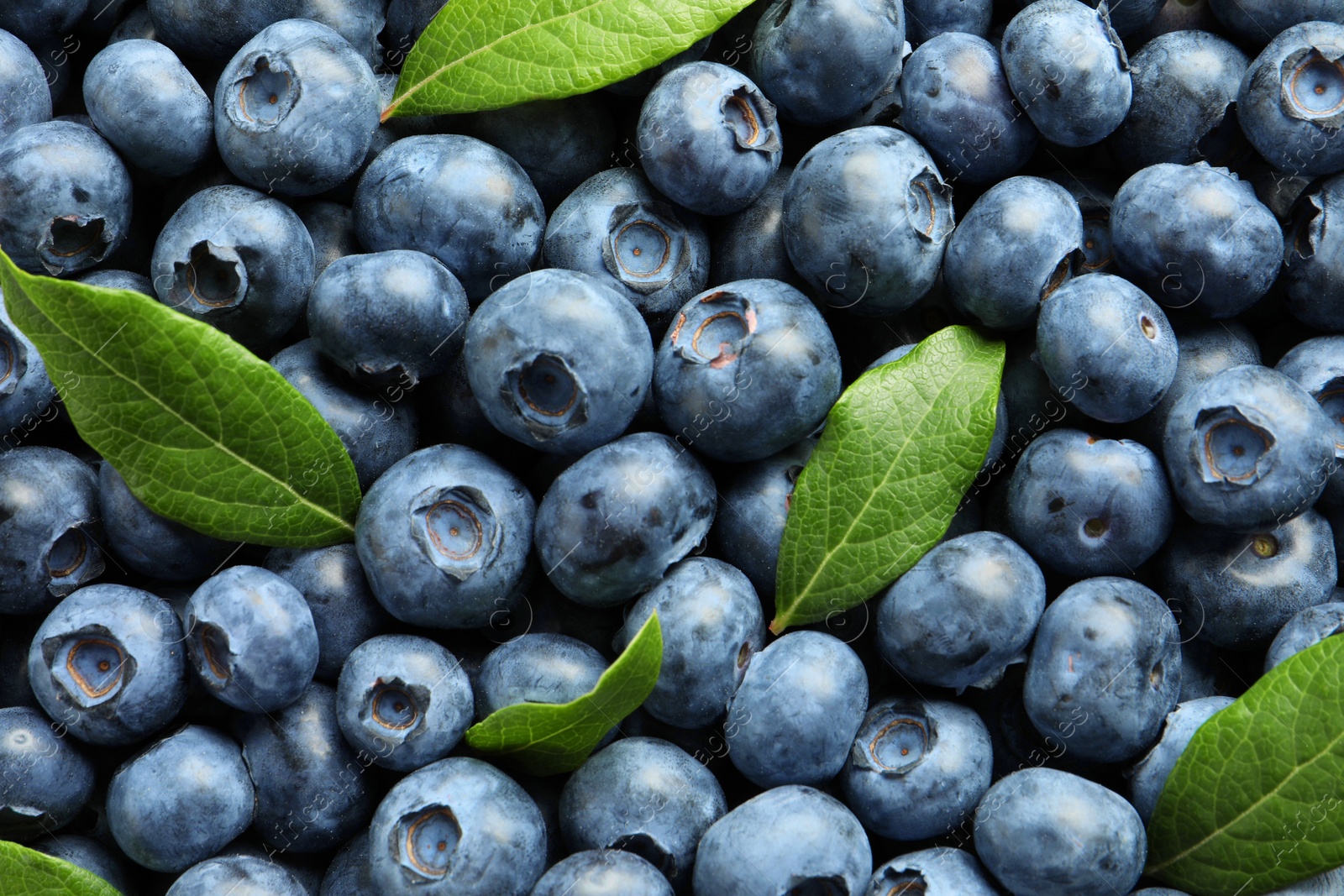 Photo of Tasty fresh blueberries with green leaves as background, top view