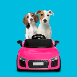 Image of Cute Jack Russel Terrier and Beagle in toy car on light blue background