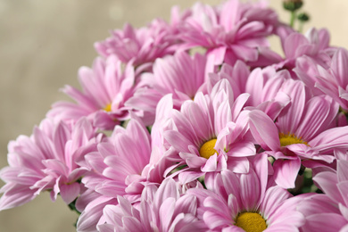 Photo of Beautiful pink chrysanthemum flowers on beige background, closeup