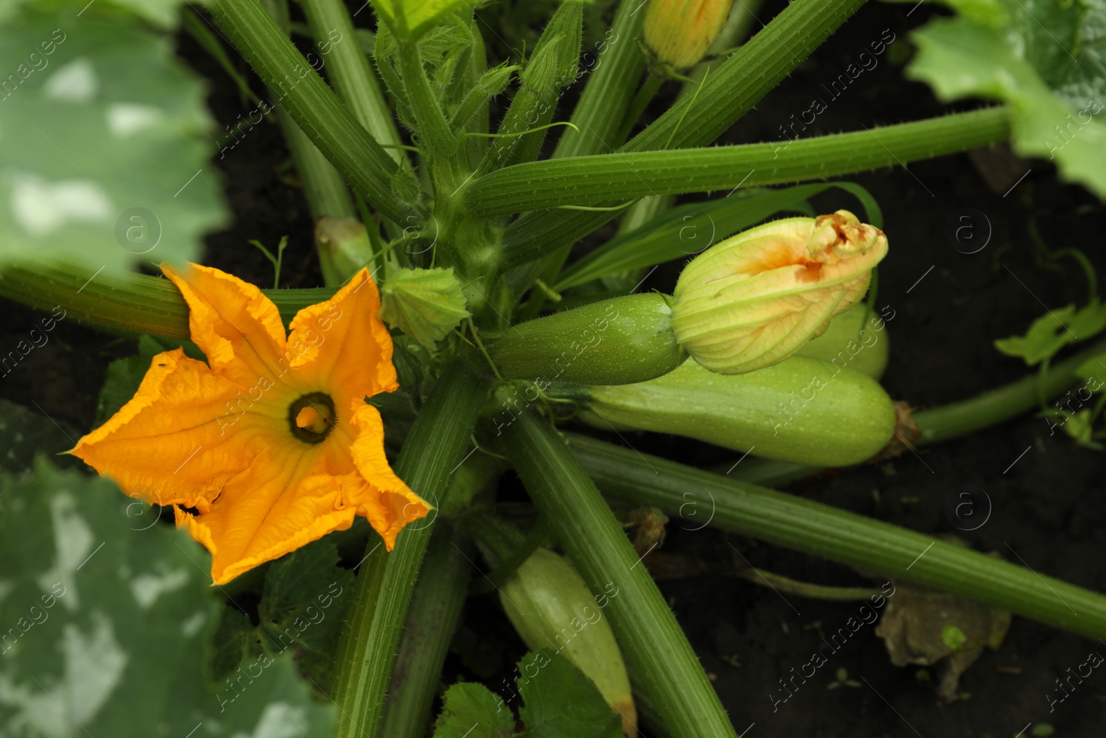 Photo of Blooming green plant with unripe zucchini growing in garden, above view