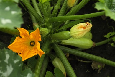 Photo of Blooming green plant with unripe zucchini growing in garden, above view
