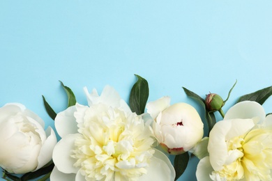 Fragrant peonies on color background, flat lay with space for text. Beautiful spring flowers