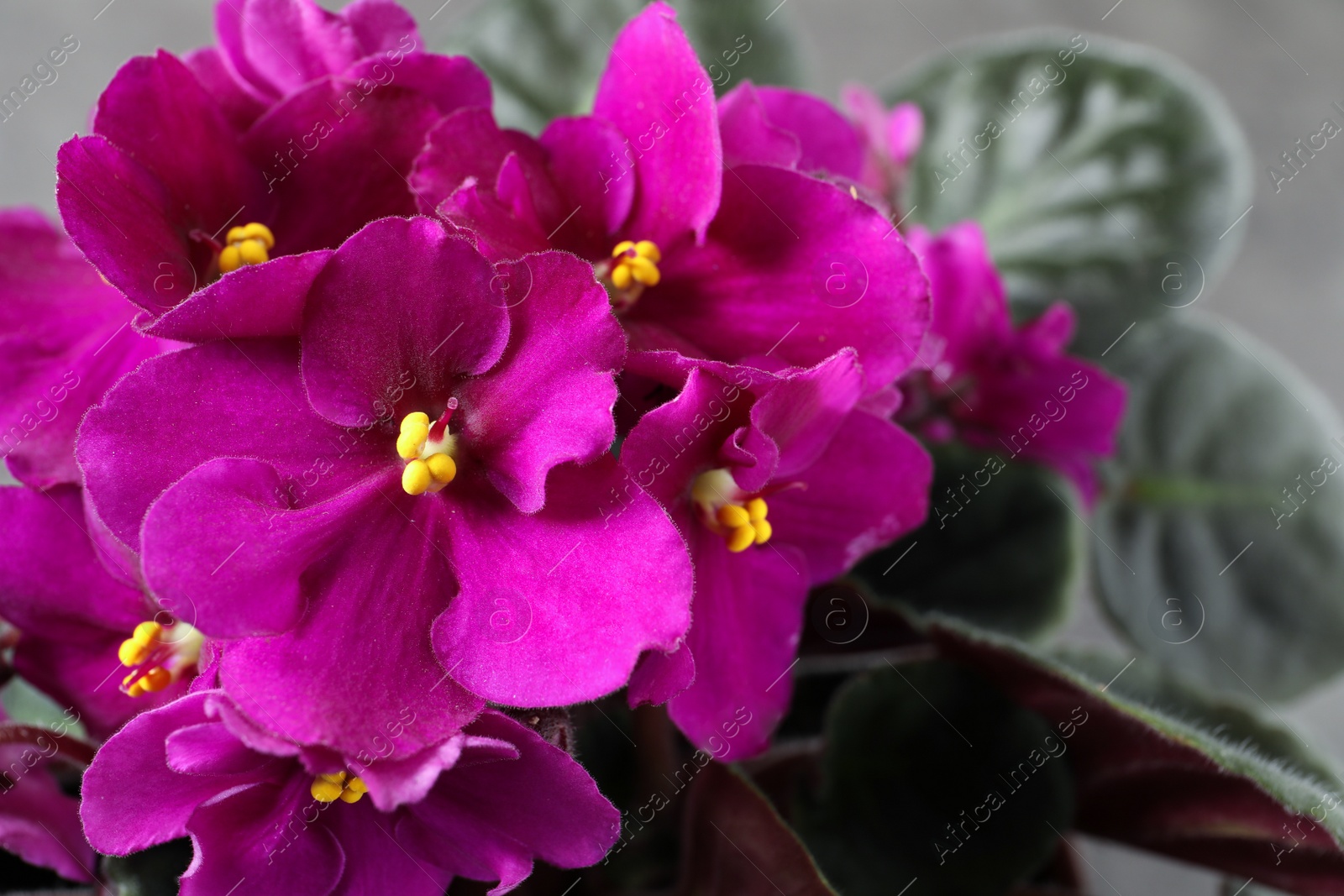 Photo of Beautiful violet flowers on grey background, closeup. Delicate house plant