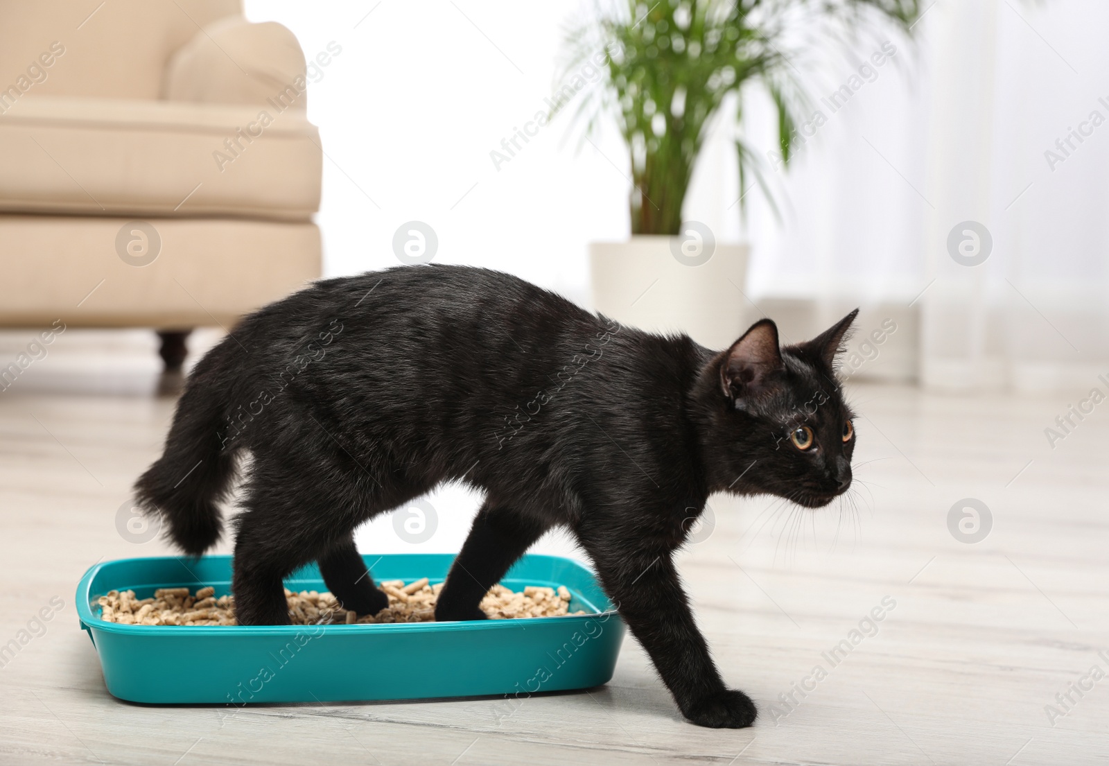 Photo of Cute black cat in litter box at home