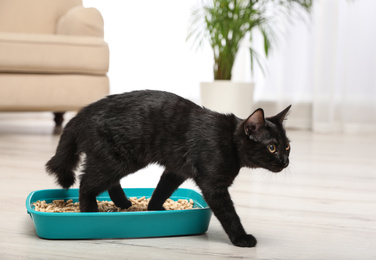 Photo of Cute black cat in litter box at home
