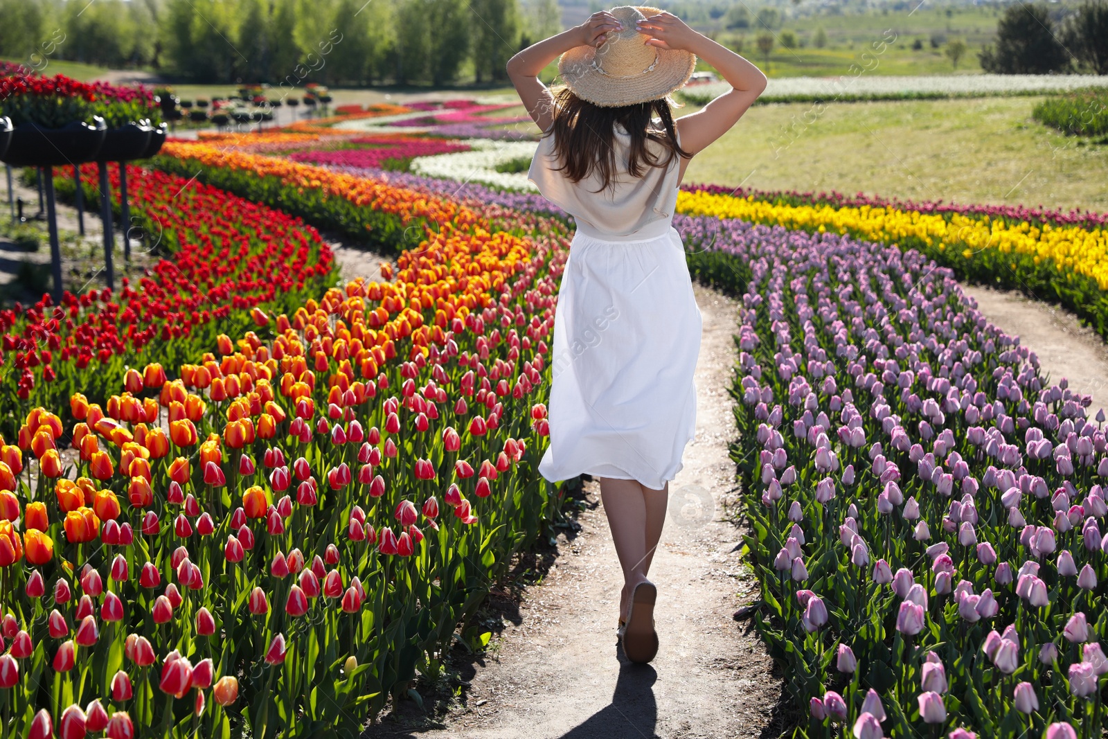 Photo of Woman in beautiful tulip field on sunny day, back view