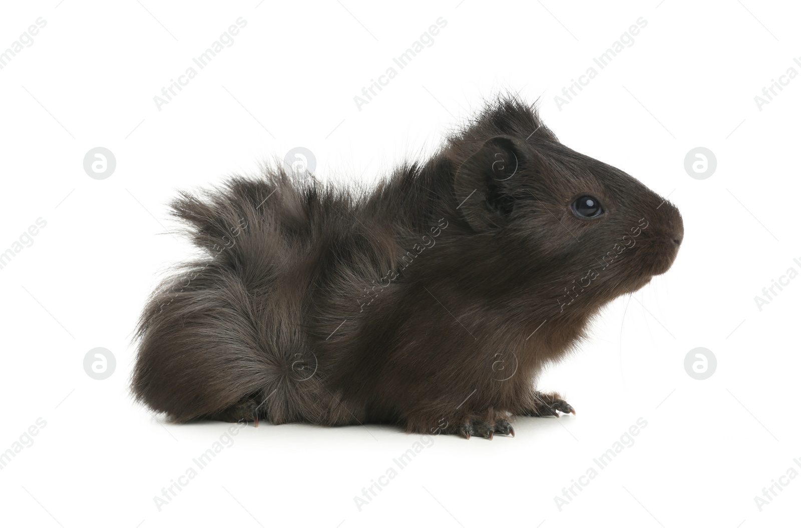 Photo of Cute funny guinea pig on white background