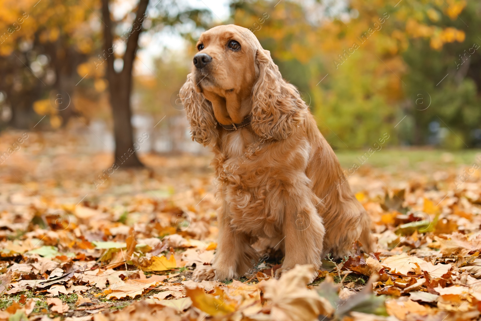 Photo of Cute Cocker Spaniel in park. Autumn walk