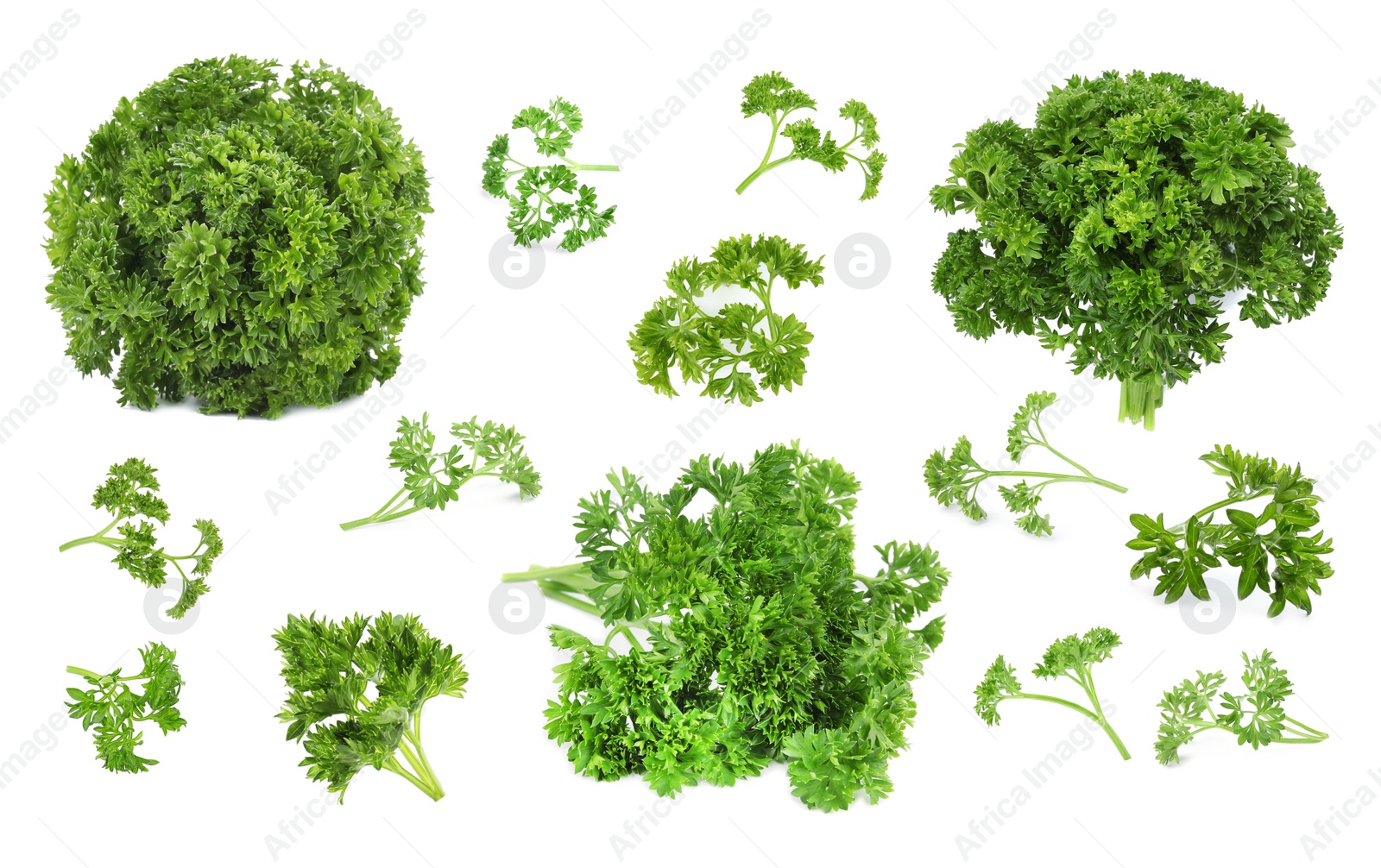 Image of Set of green curly parsley on white background