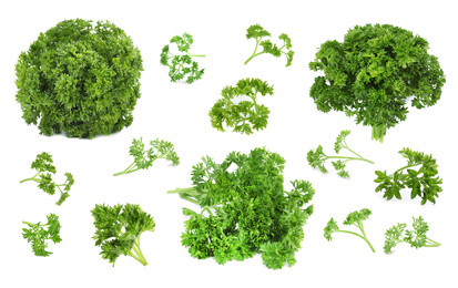 Image of Set of green curly parsley on white background