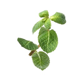 Photo of Twig of fresh mint isolated on white