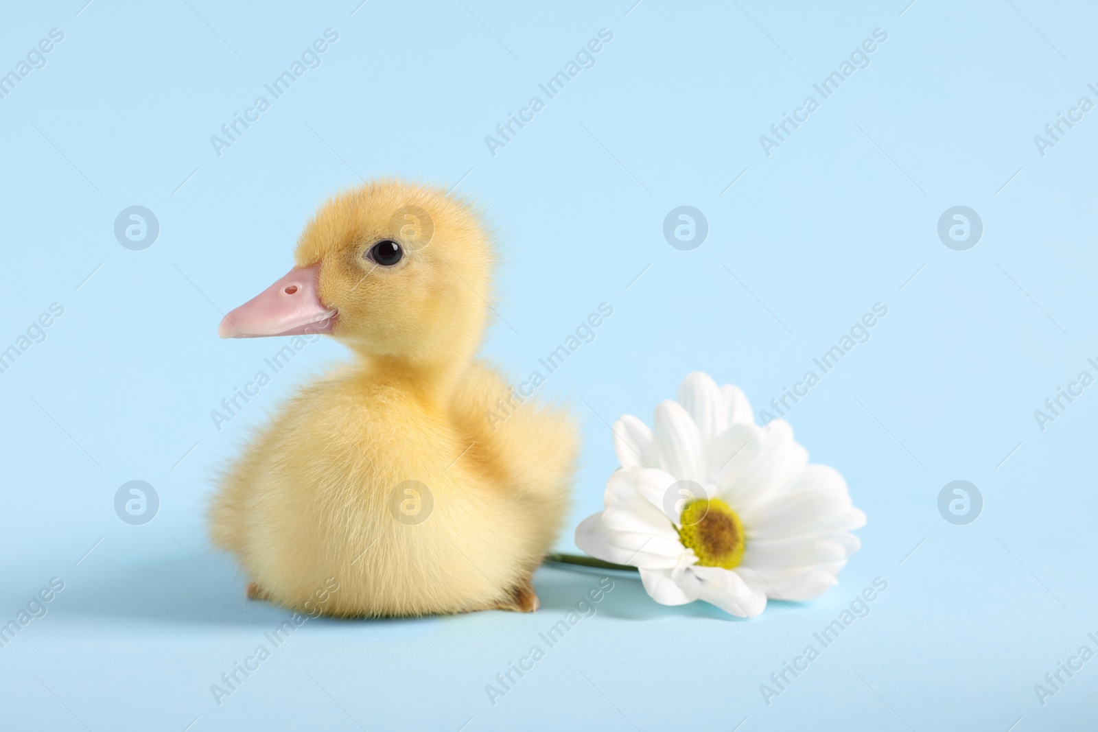 Photo of Baby animal. Cute fluffy duckling near flower on light blue background