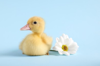 Baby animal. Cute fluffy duckling near flower on light blue background