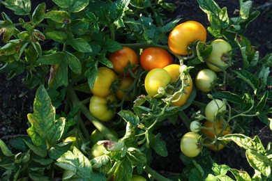 Green plant with ripening tomatoes in garden, top view