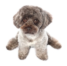 Cute Maltipoo dog on white background. Lovely pet