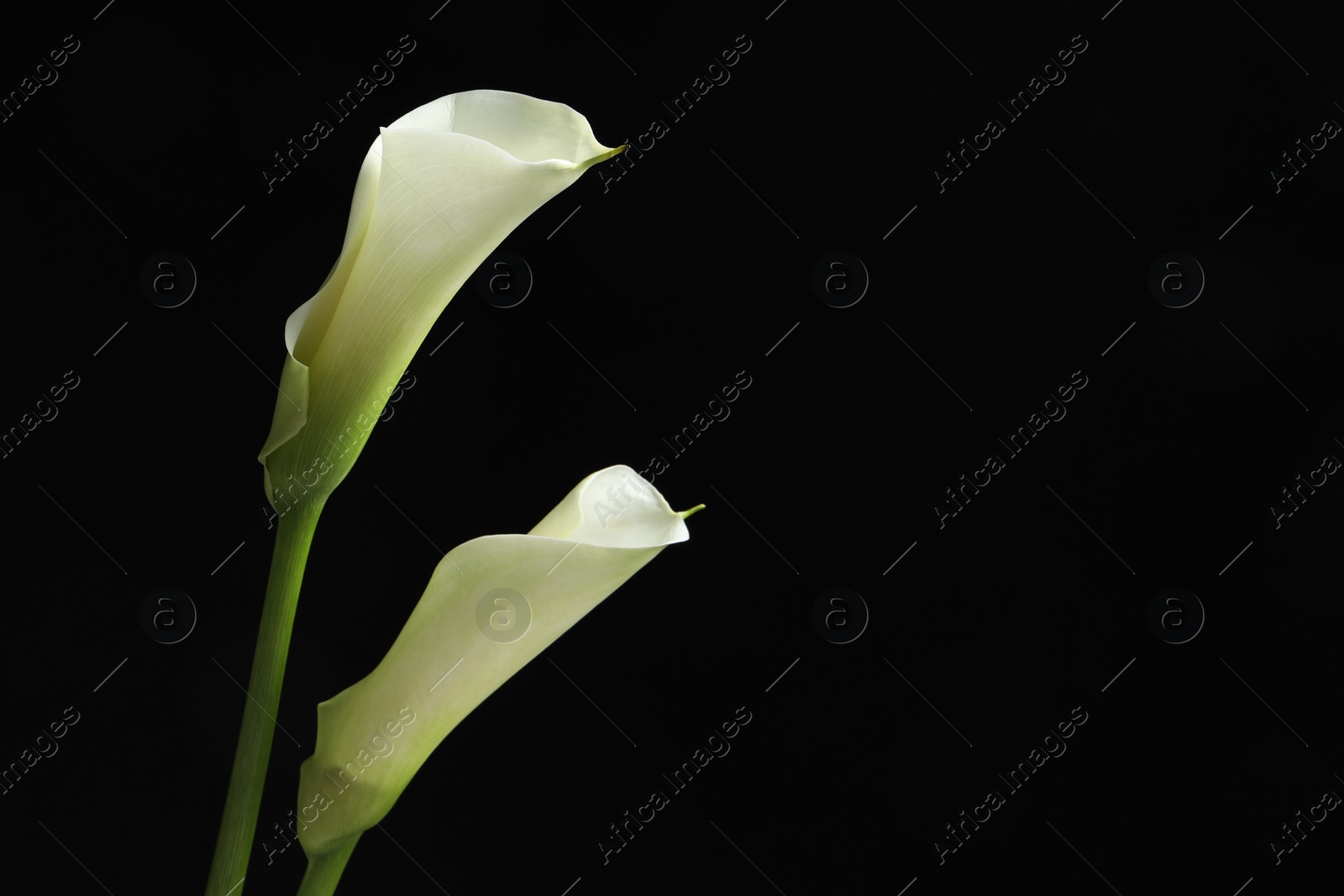 Photo of Beautiful calla lily flowers on black background, space for text