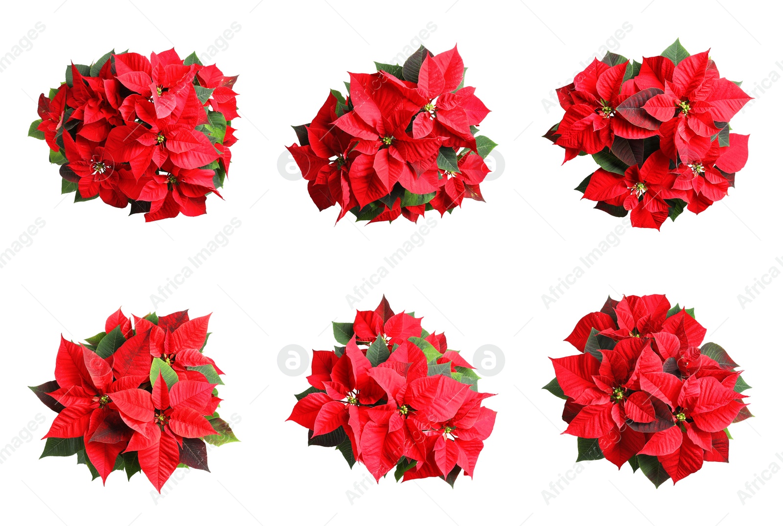 Image of Set of poinsettias on white background. top view. Christmas traditional flower