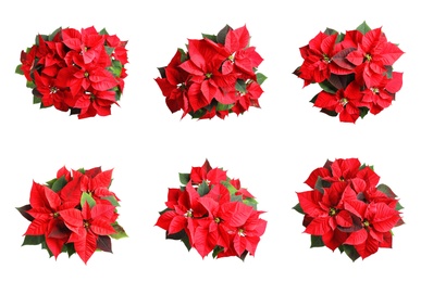 Image of Set of poinsettias on white background. top view. Christmas traditional flower