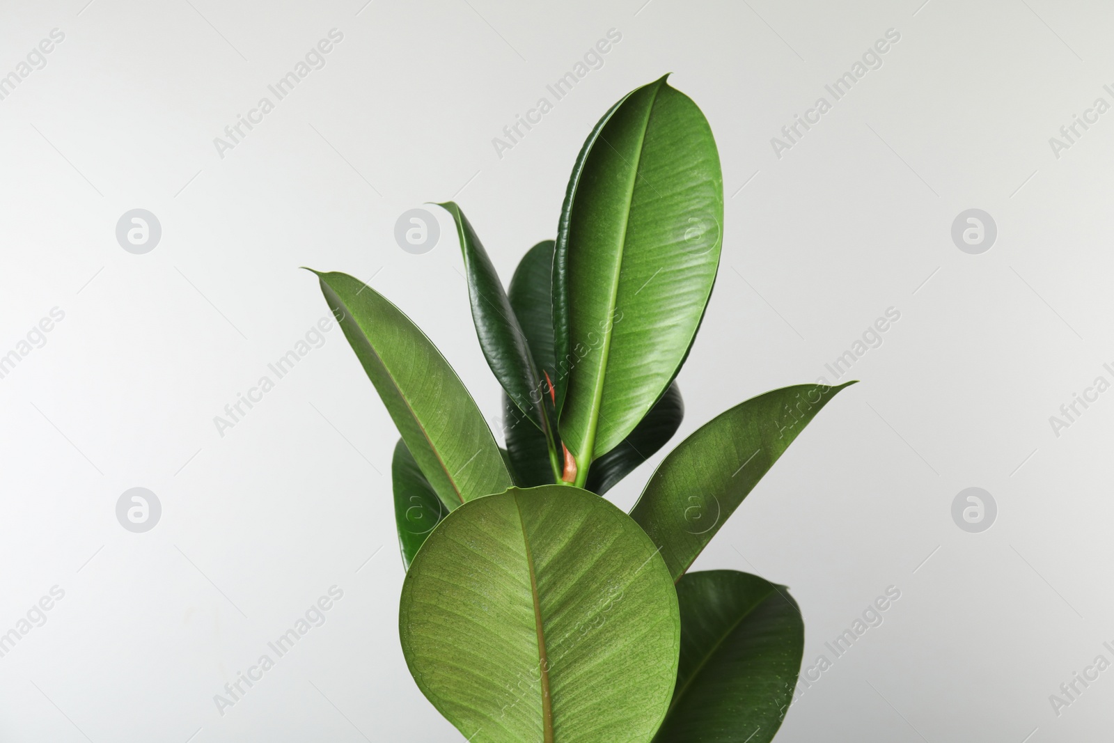 Photo of Beautiful rubber plant on white background. Home decor