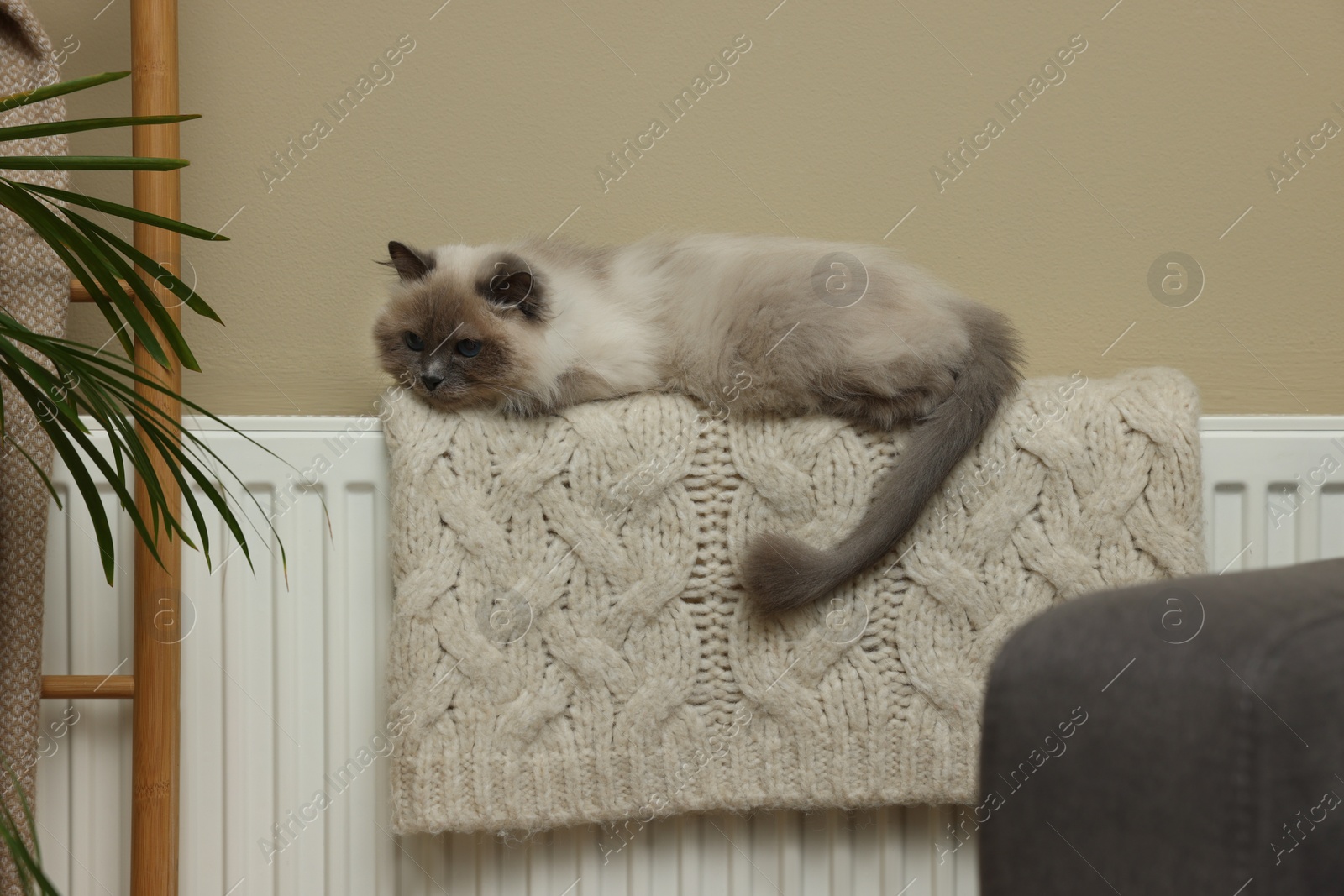 Photo of Cute Birman cat on radiator with knitted plaid indoors